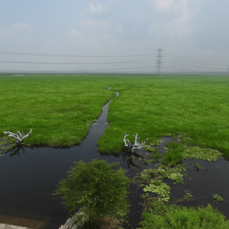 India’s 100th Ramsar site: Surha Taal in Uttar Pradesh gains global wetland recognition